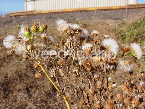 ragwort, tansy